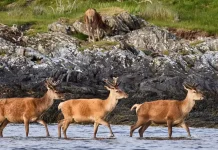 George Orwell a scris celebrul roman ”1984” fiind bolnav de tuberculoză și izolat pe o insulă scoțiană pustie! (Libertatea)