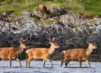 George Orwell a scris celebrul roman ”1984” fiind bolnav de tuberculoză și izolat pe o insulă scoțiană pustie! (Libertatea)