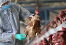 Producătorii români de carne de pui vor rămâne fără marfă