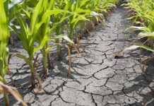 ONU avertizează: „seceta, următoarea pandemie globală”