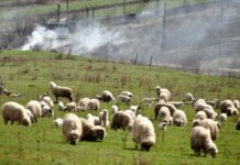 CÂND LUMEA FIERBE, ROMÂNIA STĂ CU FUNDU-N SUS ȘI CAPUL ÎN NISIP. “CEI MAI PROȘTI DIN CURTEA ȘCOLII!”