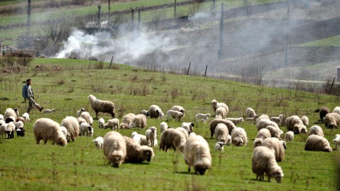 CÂND LUMEA FIERBE, ROMÂNIA STĂ CU FUNDU-N SUS ȘI CAPUL ÎN NISIP. “CEI MAI PROȘTI DIN CURTEA ȘCOLII!”