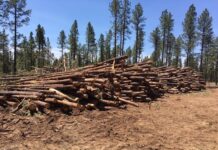 Pădurile Europei, „mărul discordiei” între Bruxelles, politicieni, industria lemnului și oamenii de știință