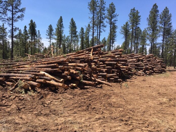 Pădurile Europei, „mărul discordiei” între Bruxelles, politicieni, industria lemnului și oamenii de știință