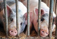 CE va interzice cuștile pentru animalele din ferme