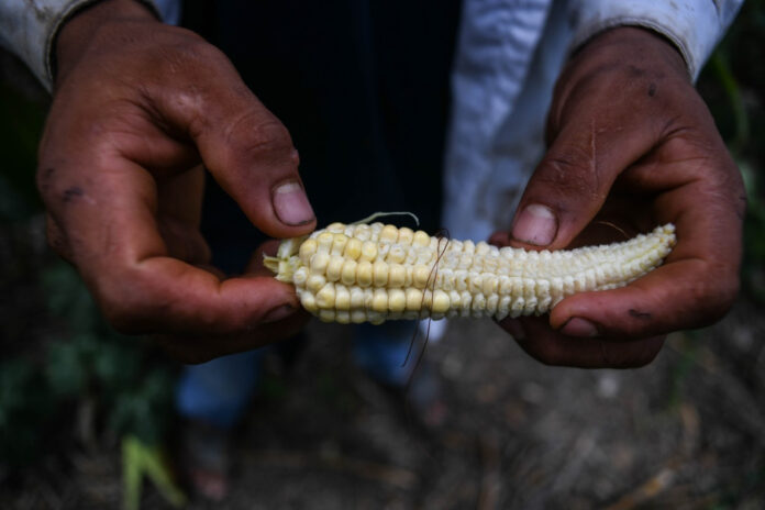 ONU avertizează că problema foametei la nivel global a fost afectată de pandemie