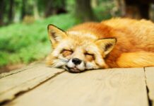 Mai multe state UE cer „interzicerea permanentă” a creșterii animalelor pentru blană