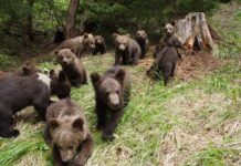 ADEVĂRUL ESTE ĂSTA: URȘII SUNT ÎN NUMĂR TRIPLU DECÂT AR PUTEA ”GĂZDUI” ROMÂNIA, DAR UE NE-A REZERVAT STATUTUL DE REZERVAȚIE