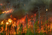 Se va trece de la carantina din Pandemie la carantina schimbărilor climatice?