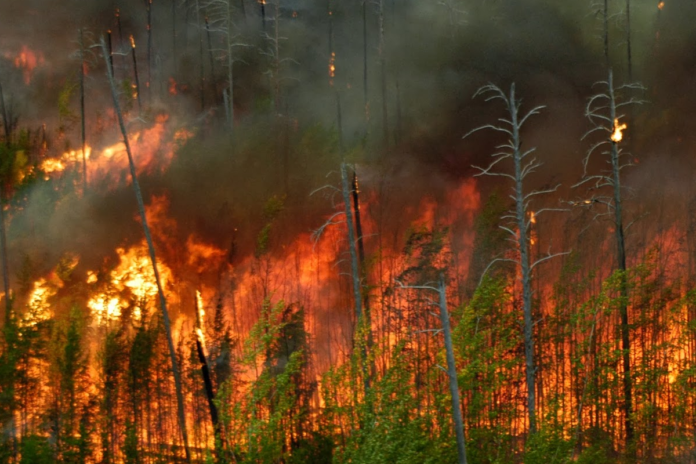 Se va trece de la carantina din Pandemie la carantina schimbărilor climatice?