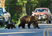 Gold FM intenționează să înainteze o petiție pentru relocarea unor urși din România către țările din Vest