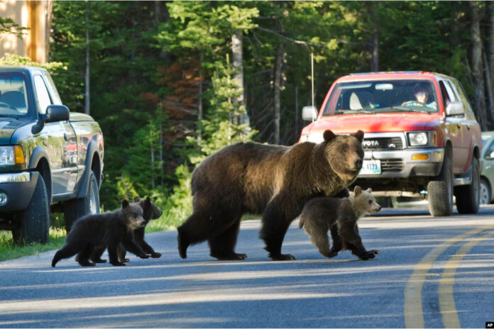 Gold FM intenționează să înainteze o petiție pentru relocarea unor urși din România către țările din Vest