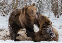 ONG-urile ar putea primi 27 de milioane de lei doar pentru a număra urșii