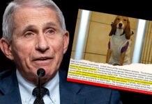 Institutele Naționale de Sănătate din SUA au efectuat teste cu cocaină pe căței beagle. Ce abuzuri a autorizat Fauci, totul pentru a îndeplini o cerință birocratică a FDA