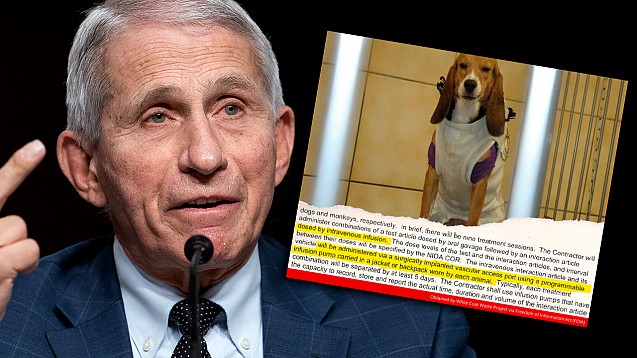 Institutele Naționale de Sănătate din SUA au efectuat teste cu cocaină pe căței beagle. Ce abuzuri a autorizat Fauci, totul pentru a îndeplini o cerință birocratică a FDA