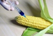 UE dă drumul acum la importurile în masă de cereale modificate genetic pe fond de război