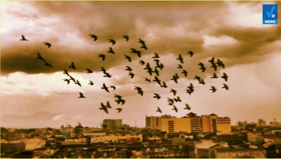 ONU – Dezvăluiri despre laboratoarele SUA la Consiliul de Securitate: Păsările de Distrugere în Masă!