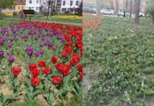 Cum au dat timișorenii florile pe buruieni