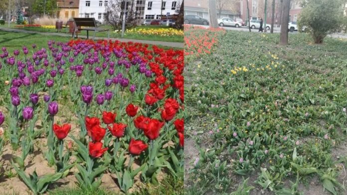 Cum au dat timișorenii florile pe buruieni