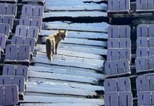 Vulpea a luat în stăpânire a doua mare arenă a patriei