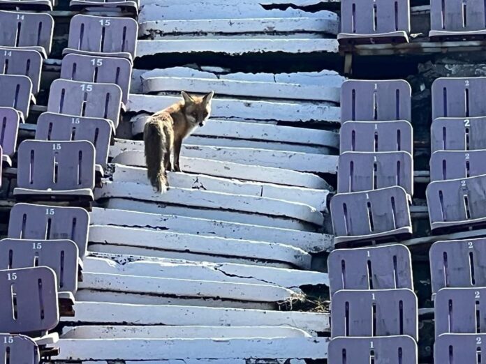 Vulpea a luat în stăpânire a doua mare arenă a patriei