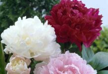 Facultatea de Horticultură din București lansează campania: „Bujorul – Floarea Națională și Simbol Floral al României”