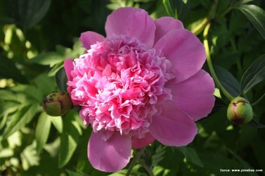 Marius Ghilezan: „Bujorul trebuie să fie simbolul național”