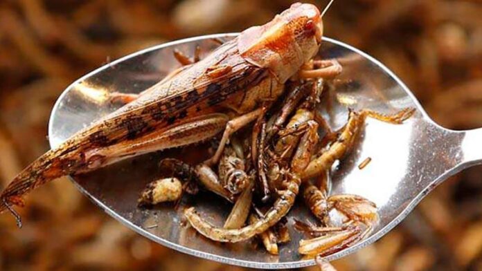 Propaganda lăcustei