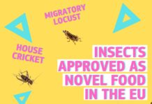 Comisia Europeană promovează OFICIAL gândacii drept ‘gustări sănătoase‘