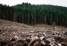 Pădurile protejate ale României au fost tăiate și exportate – scandal internațional