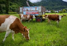 Energie sustenabilă din excrementele vacilor