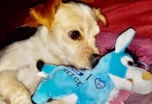 Șase parlamentari liberali luptă pentru drepturile pisicilor și câinilor la acces liber în instituții și în mijloacele de transport în comun