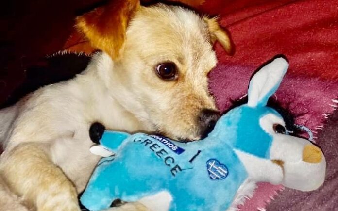 Șase parlamentari liberali luptă pentru drepturile pisicilor și câinilor la acces liber în instituții și în mijloacele de transport în comun