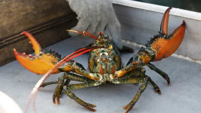 Casa Albă, criticată pentru cina fastuoasă cu homari