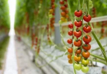 O publicație austriacă ne recomandă să nu consumăm roșii iarna, pentru că serele au emisii mari de carbon