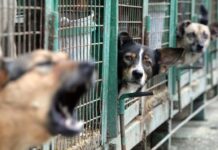 Câinii vagabonzi – o adevărată mină de aur pentru hoți și politruci! Asta în timp ce bietele ființe suferă nemărginit și în timp ce mor sute de oameni nevinovați în România