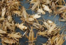 E oficial. S-a aprobat făina din greieri pentru fabricarea pâinii