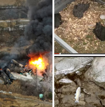 OMV Petrom sfidează statul român