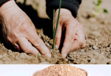 Se promovează tema falsă a alimentației pe bază de gândaci, în timp ce problemele arzătoare ale țării sunt ignorate. Fermierii români sunt în pragul falimentului!