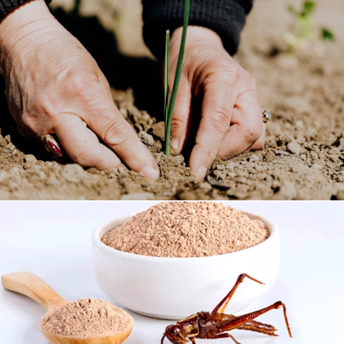 Se promovează tema falsă a alimentației pe bază de gândaci, în timp ce problemele arzătoare ale țării sunt ignorate. Fermierii români sunt în pragul falimentului!