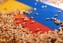 Ucraina câștigă 25 de miliarde de euro pe cereale, în timp ce fermierii români pierd peste două miliarde