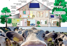 Clădirile verzi și vaca cu dop