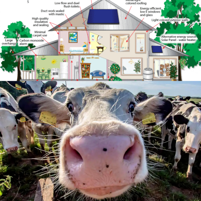 Clădirile verzi și vaca cu dop