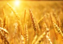 Efectul domino al restricțiilor Poloniei și Ungariei în ceea ce privește cerealele ucrainene: Exporturile de cereale din Ucraina vor copleși România