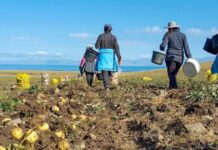 Lucrătorii români din diaspora reprezintă majoritatea victimelor accidentelor de muncă