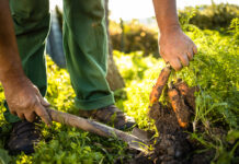 Stăpânii terenurilor agricole din Ucraina au ajuns să facă legea în agricultura din România!
