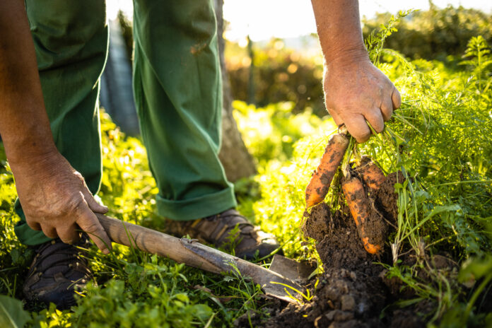 Stăpânii terenurilor agricole din Ucraina au ajuns să facă legea în agricultura din România!