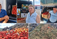 REPORTAJ. Apocalipsa roșiilor. Cultivatorii dintr-o localitate renumită pentru calitatea legumelor au ajuns să le vândă pe nimic sau să le arunce la gunoi: „Anul ăsta ne-a frânt de tot!”