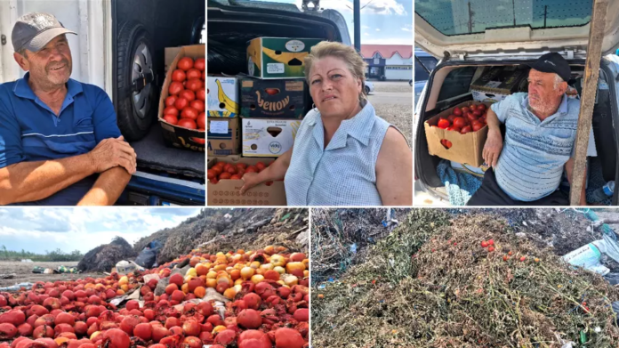 REPORTAJ. Apocalipsa roșiilor. Cultivatorii dintr-o localitate renumită pentru calitatea legumelor au ajuns să le vândă pe nimic sau să le arunce la gunoi: „Anul ăsta ne-a frânt de tot!”
