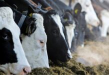 Văcuțele vor fi hrănite cu carcalaci – primul pas către “carcalacizarea” oamenilor